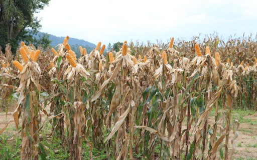 AVISO DE PAUTA: Governo do Estado lança Programa Terra Boa 2021 com investimento de R$ 56,5 milhões