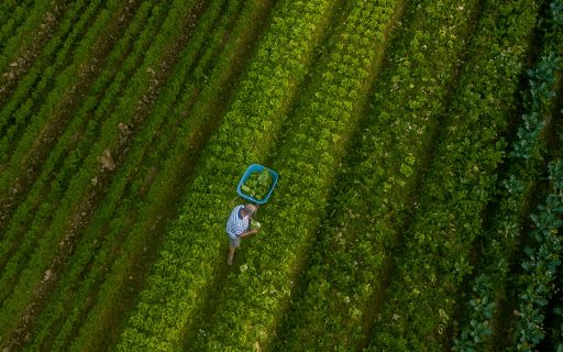Santa Catarina alcança o maior valor de produção agropecuária da história