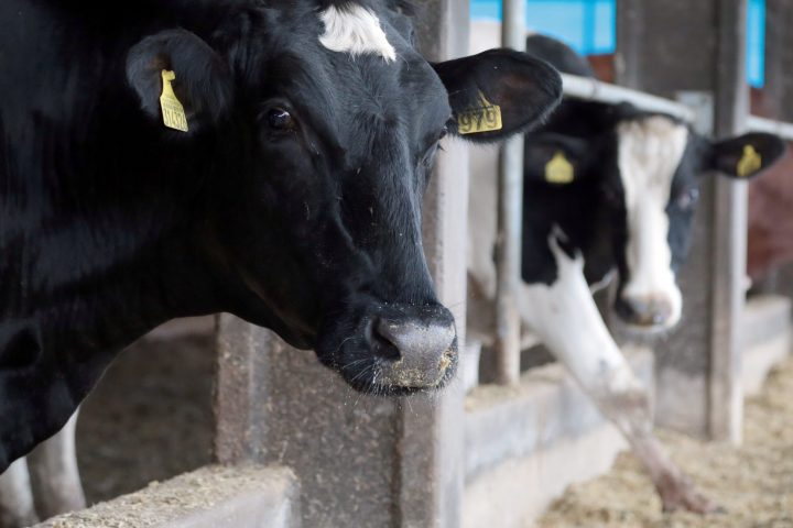 Fundo Estadual de Sanidade Animal