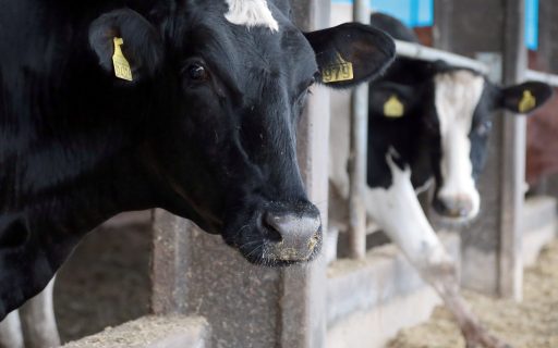 Santa Catarina completa 14 anos como única área livre de febre aftosa sem vacinação do Brasil