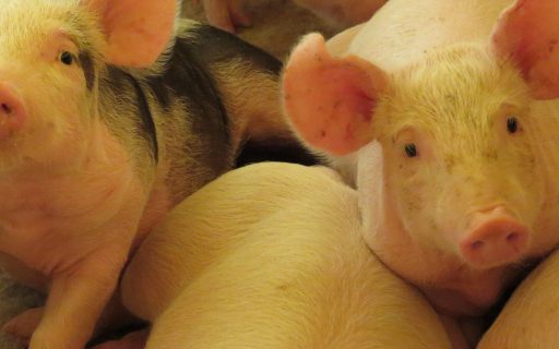 Santa Catarina registra alta de 54% no faturamento com as exportações de carne suína em abril