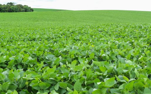 Estimativas da safra de verão para SC é de aumento na produção de milho e soja