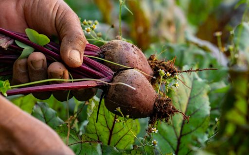 Governo do Estado investe R$ 77,4 milhões em programas de fomento agropecuário