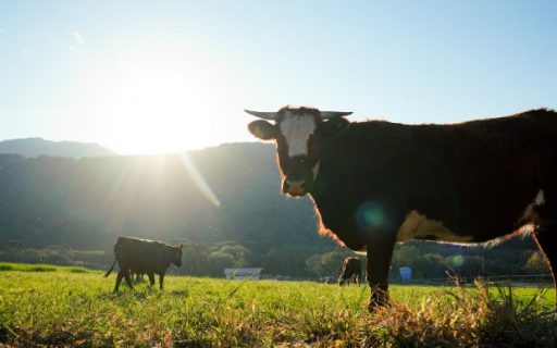 Lei que atualiza regras sobre a entrada de bovinos e bubalinos vindos de outros estados é sancionada