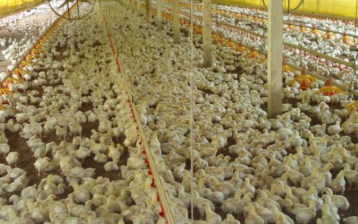 Santa Catarina atinge US$ 1 bilhão com exportações de carne de frango em 2021