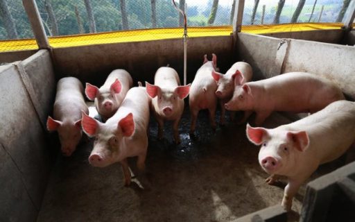 Santa Catarina bate recorde nas exportações de carne suína em setembro