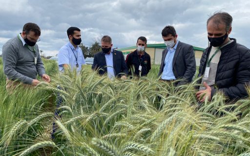 Santa Catarina intensifica pesquisa para produção de cereais de inverno no Sul do Estado