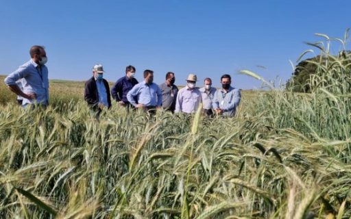 SC avança nas pesquisas para produção de cereais de inverno no Oeste