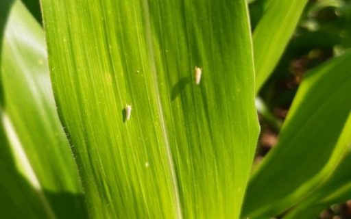 Santa Catarina investirá R$ 568,4 mil no combate à cigarrinha-do-milho