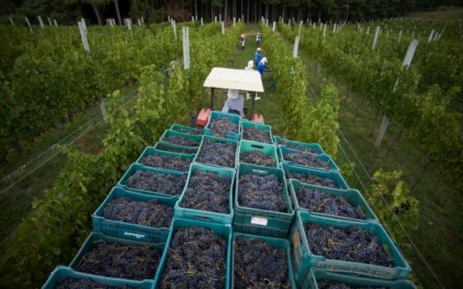 Santa Catarina busca selo de Indicação de Procedência para comprovar qualidade dos vinhos de altitude do estado