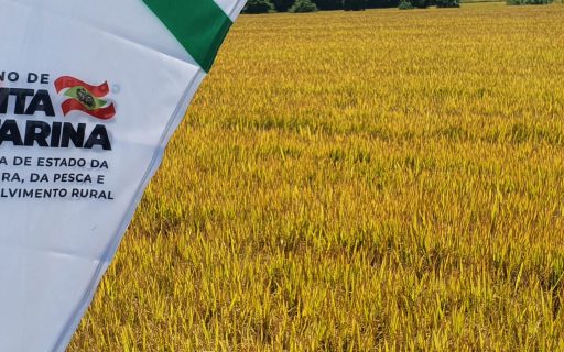 Santa Catarina dá início a colheita do arroz com lançamento de novo cultivar