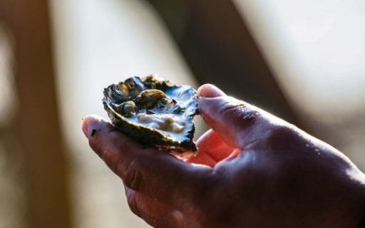 Secretaria da Agricultura libera cultivos de ostras e mexilhões em Palhoça