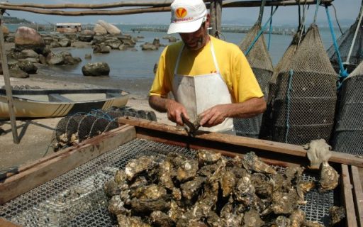 Agricultura anuncia a liberação das áreas de cultivo de moluscos em Florianópolis