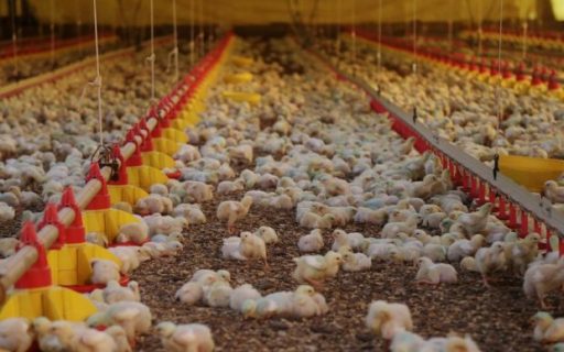 Exportações de carne de frango catarinense crescem 57,5% em outubro