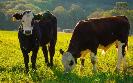 Estados do Sul unem esforços para manter a saúde dos rebanhos e proteger o agronegócio