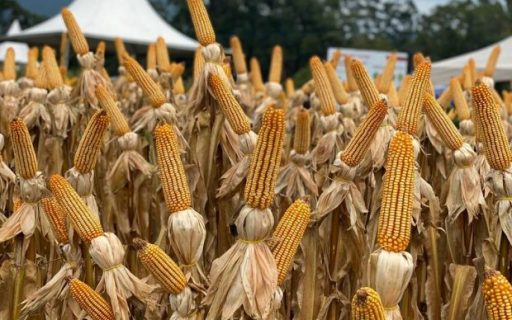 Santa Catarina investe R$ 51,4 milhões para aumentar a produtividade das lavouras