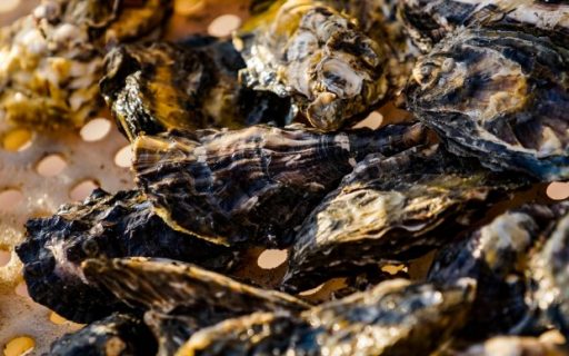 Novos resultados liberam parcialmente áreas de cultivo de moluscos em Florianópolis e Palhoça