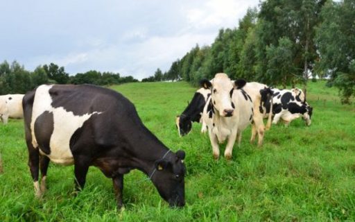 Santa Catarina investe R$ 7,2 milhões para incentivar a produção de leite e carne à base de pasto