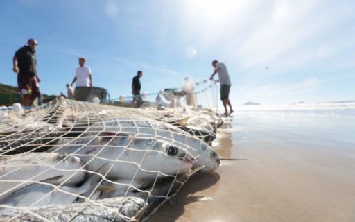 Governo do Estado reforça medidas de proteção para pesca de arrasto de praia