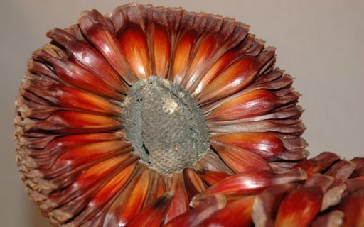 Colheita do pinhão inicia em 1º de abril com expectativa de crescimento