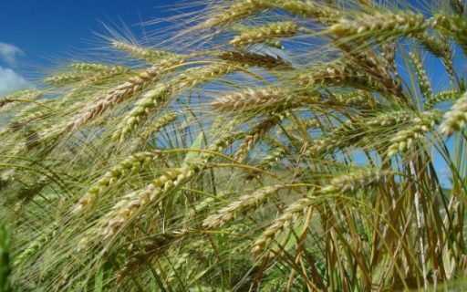Boletim Agropecuário aponta aumento de 100% na produção catarinense de trigo