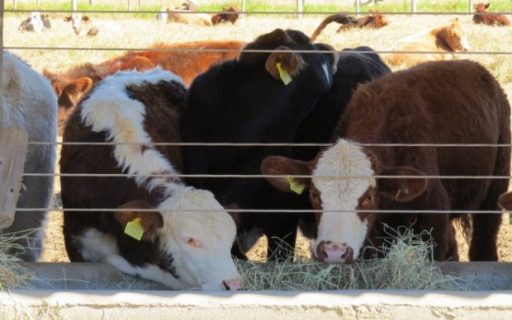 Santa Catarina pretende implantar Laboratório de Reprodução Bovina em Campos Novos