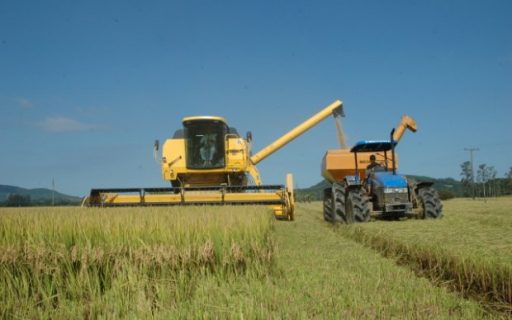 Apesar de redução na área cultivada, safra de arroz permanece estável em SC