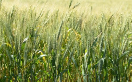 Santa Catarina investirá R$ 5 milhões em novo projeto de incentivo ao plantio de cereais de inverno