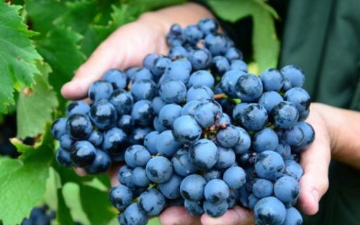 Agricultura investirá R$ 1 milhão para proteger do granizo a fruticultura