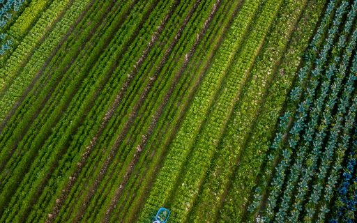 Estado investe mais de R$ 330 milhões no fortalecimento do agronegócio em 2021