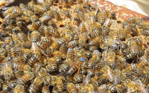 Santa Catarina investe R$ 1 milhão para fortalecer a apicultura e meliponicultura