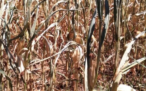Governo do Estado acompanha os impactos da estiagem no meio rural catarinense