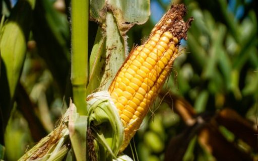 Governo do Estado oferece linha de crédito emergencial para produtores rurais afetados pela estiagem