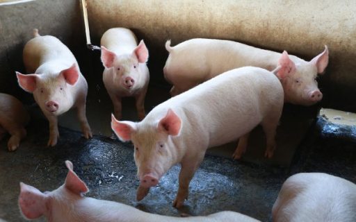 Santa Catarina atualiza legislação estadual para proteger os rebanhos da peste suína africana