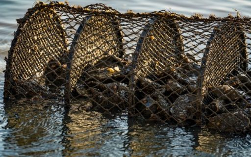 Santa Catarina anuncia a interdição de áreas de cultivo de moluscos em Florianópolis, Palhoça e Bombinhas