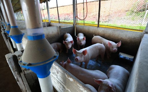 Agricultura inicia tratativas com municípios para operacionalizar linha de crédito especial para suinocultores