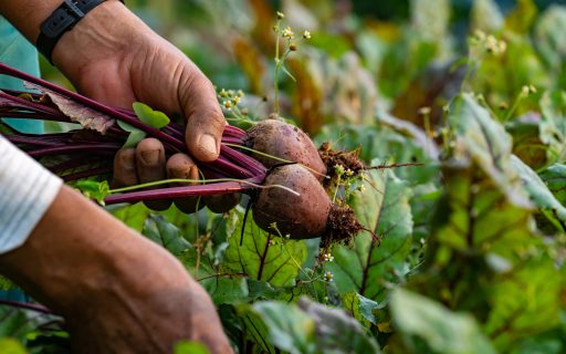 Balanço de Gestão: Governo do Estado investe mais de meio bilhão para o fortalecimento do agro catarinense