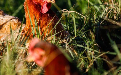 Santa Catarina suspende eventos com aves como forma de prevenção à Influenza Aviária