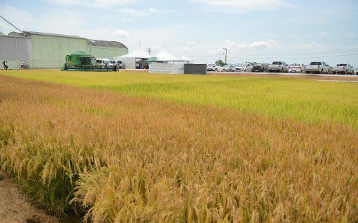 Governador participa da abertura oficial da colheita do arroz em Tubarão