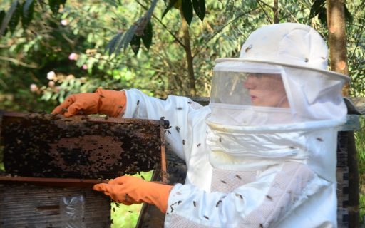 Agricultura catarinense terá Política Estadual de Desenvolvimento e Expansão da Apicultura e Meliponicultura