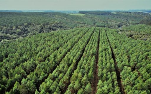 Secretaria da Agricultura dá início à campanha controle da vespa-da-madeira em Santa Catarina