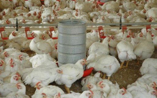 SC bate recorde no valor da produção e das exportações da agropecuária em 2022, aponta levantamento da Epagri