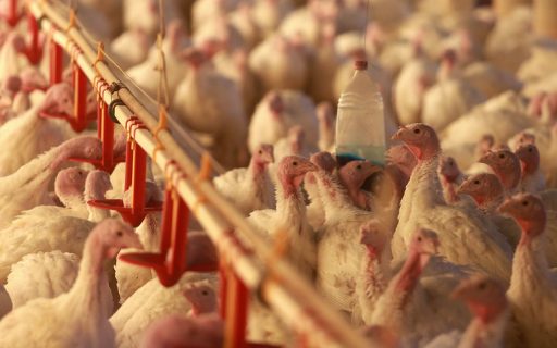 Santa Catarina supera US$ 1 bilhão em receitas com exportação de carnes no primeiro quadrimestre de 2023