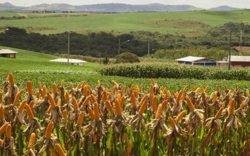 Governo do Estado inicia distribuição de sementes de milho do Programa Terra Boa