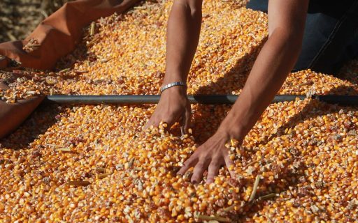 Governador garante R$ 110 milhões e 200 mil sacas de sementes de milho para o Terra Boa em SC