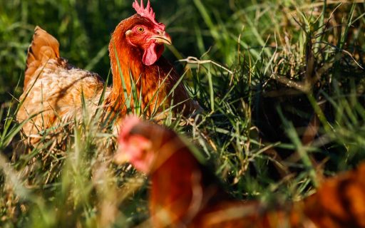 Santa Catarina alinha ações com o Ministério da Agricultura para proteger o plantel avícola catarinense
