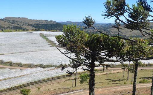 Epagri aprova uvas para produção de vinhos finos mais sustentáveis em SC