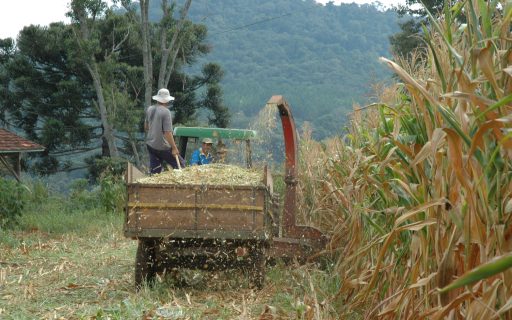 Queda na produção de milho e recorde na criação de suínos são destaques do Boletim Agropecuário de janeiro