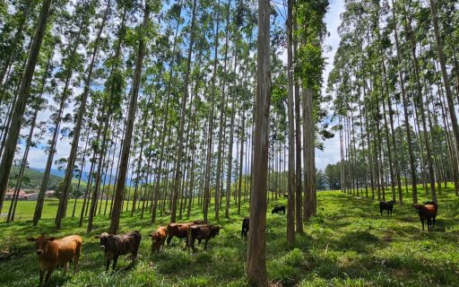 Plano ABC+ SC completa um ano de implantação e alcança 14% da meta prevista até 2030