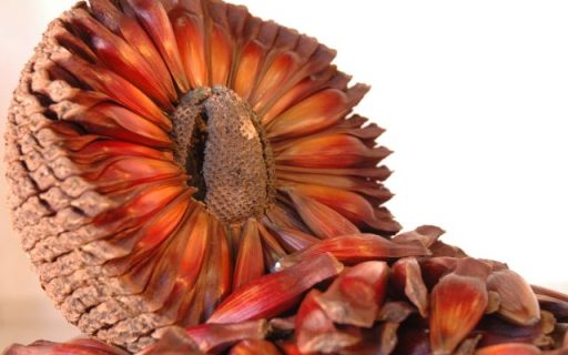 SC espera colher 30% a mais de pinhão em 2024